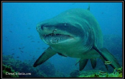 Raggie/ Ragged Tooth Shark aka Sand Tiger
Female 3m
1/4... by Rene Schutte 